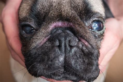 Injured Dog Eye With Damaged Scratched Cornea Of Pug Stock Image