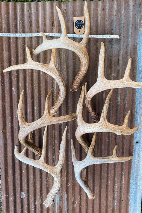 Medium Deer Antler Craft Grade Antler Deer Antler Shed Etsy