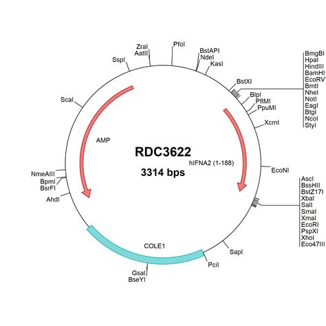 Human Ifn Alpha Ifna Np Versaclone Cdna Rdc R D Systems