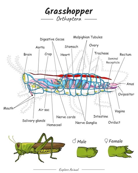 Premium Vector | Grasshopper Anatomy