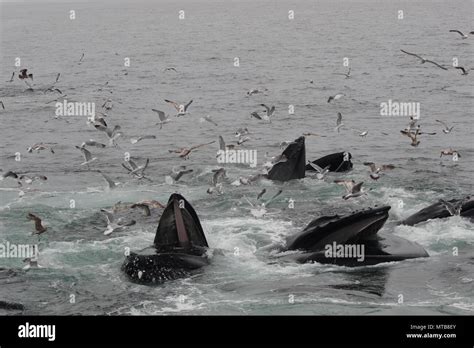 Humpback Whales Swimming Underwater Hi Res Stock Photography And Images