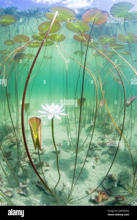 Lotus plant underwater hi-res stock photography and images - Alamy