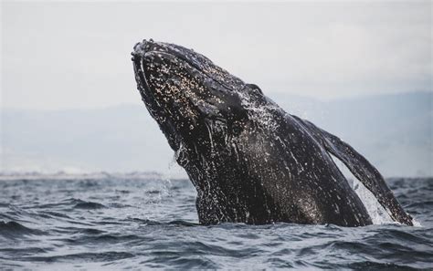 Humpback Whale Facts: Their Habitat, Diet, Size, & Much More