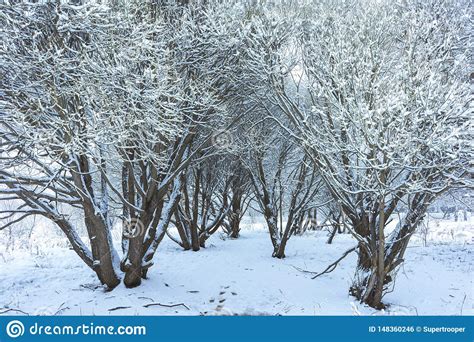 Parque Do Inverno Na Neve Foto De Stock Imagem De Norte