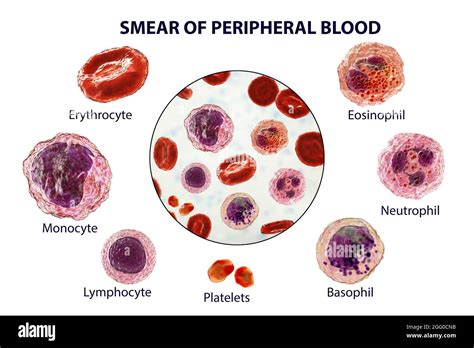 Illustration showing different types of blood cells, erythrocytes, neutrophil, monocyte ...