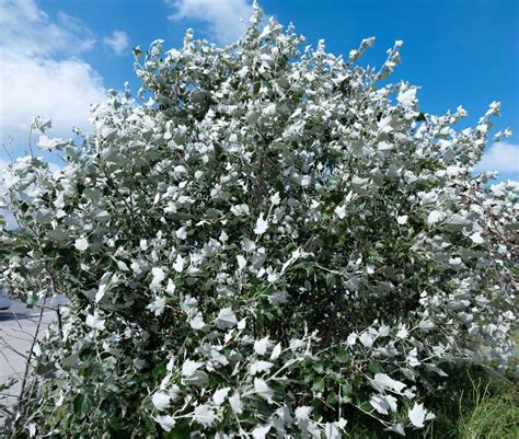 Gui Une Plante Parasite Pour Les Arbres