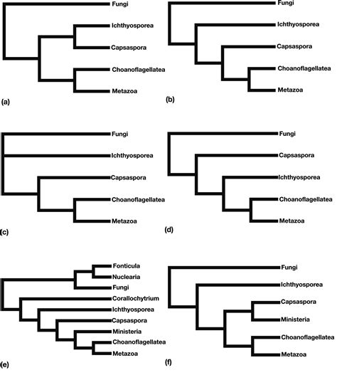 Complex Metazoan Phylogenetic Tree