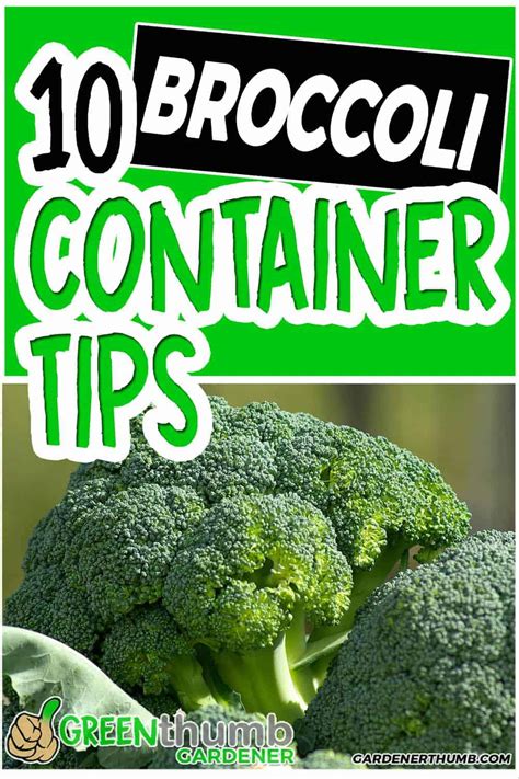 Growing Broccoli In Containers 10 Tips You Must Know Green Thumb