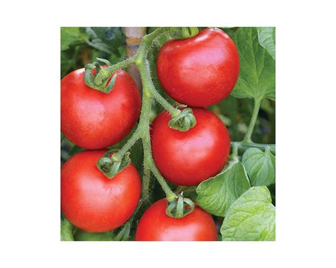 Thompson Morgan Ailsa Craig Tomato Seeds