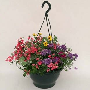 Mixed Floral Summer Instant Pre Planted 1 Hanging Basket Garden