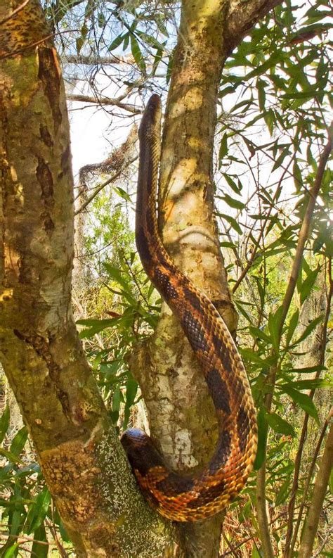 Western Ratsnake From St Bernard Parish LA USA On December 27 2015