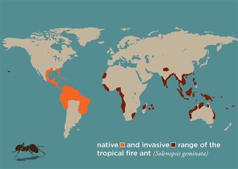 Tropical Fire Ant Distribution [IMAGE] | EurekAlert! Science News Releases