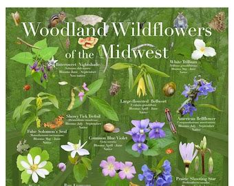 Midwest Wildflowers Poster - Etsy