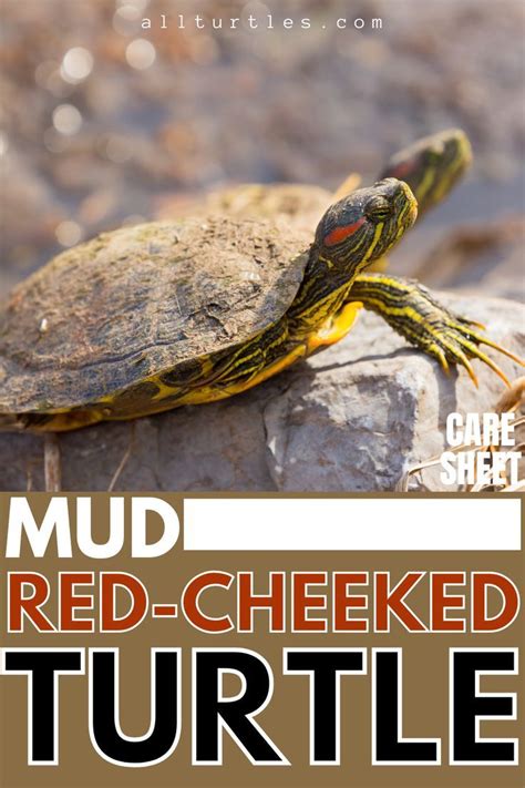 2023 Red Eared Slider Care Free Guide Artofit