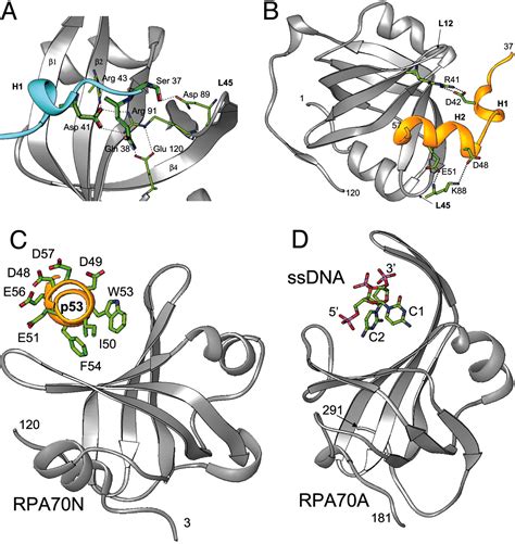 Single Stranded Dna Mimicry In The P53 Transactivation Domain