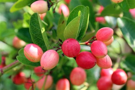Carundakaronda Fruit Cluster Green Leaf Stock Image Image Of