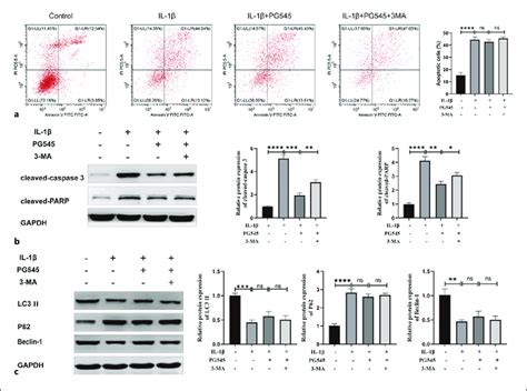 The Effects Of Pg On Atg Knockdown Chondrocytes Induced By