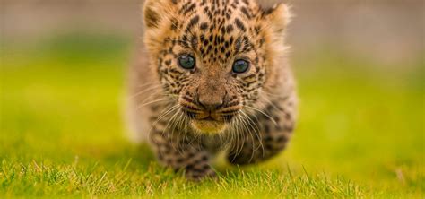 Two Leopard Cubs Happily Reunited With Their Mothers - Wildlife SOS