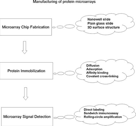 Protein Array Analysis - Department of Statistics - Purdue University