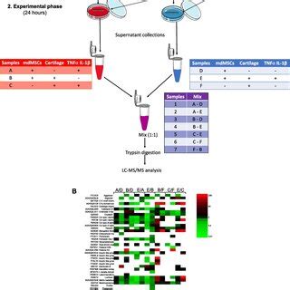 Secreted Proteins Identified By Mass Spectrometry With SILAC Method