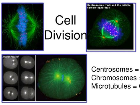 Ppt Microfilaments And Microtubules Powerpoint Presentation Free Download Id 3654654