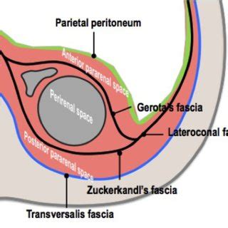 Renal Fascia Anatomy