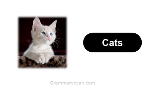 List of Smartest Animals Known for Their Intelligence - GrammarVocab