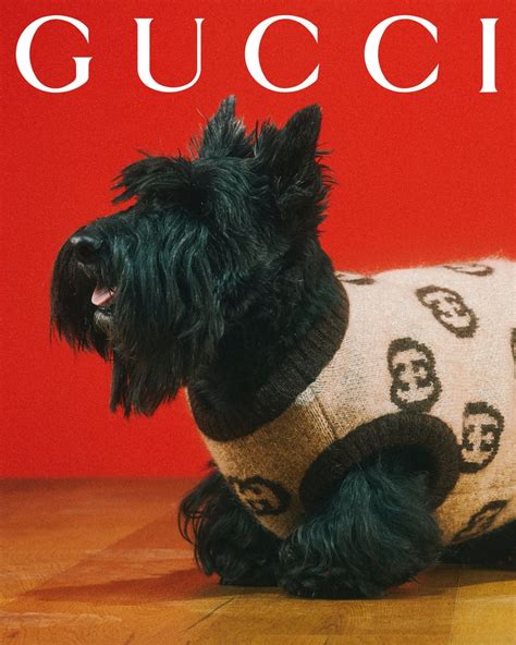 Gucci Debuts Collection Dedicated To Pets Hypebae