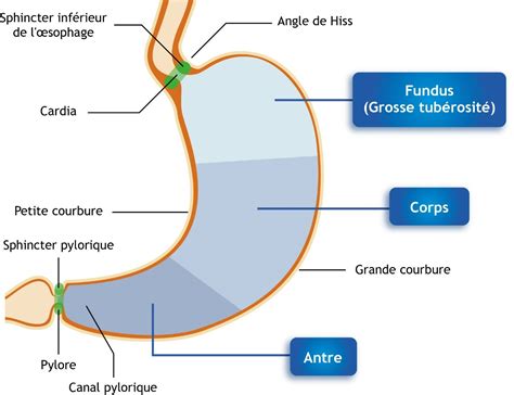 Reflux Gastro Œsophagien Du Nourrisson Origine Des Rgo