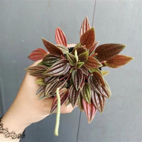 Peperomia Rosso Care And Growing Tips Plantcarefully