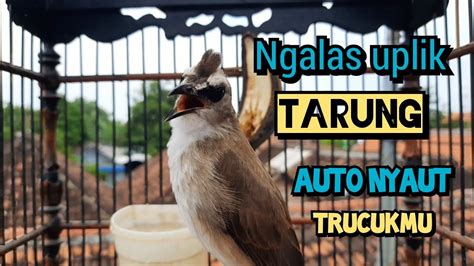 Trucukan Gacor Ngalas Uplik Lanjut Ropel Panjang Ini Ampuh Buat