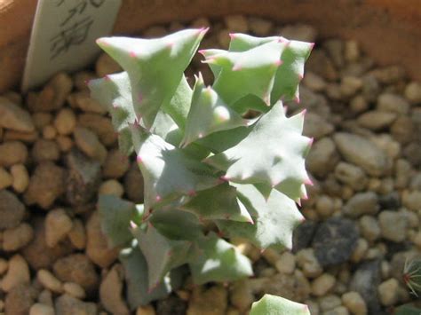 Oscularia Caulescens