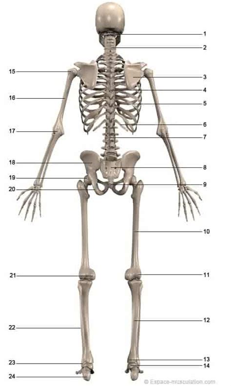 Anatomie Squelette et Muscles du Corps Humain Schéma Simple