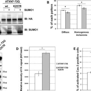 SUMOylation Does Not Influence The Subcellular Localization Of ATXN7