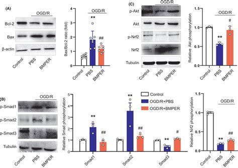 BMPER Regulates Bcl2 Bax Ratio And Activates Smad3 Akt Nrf2 Signaling