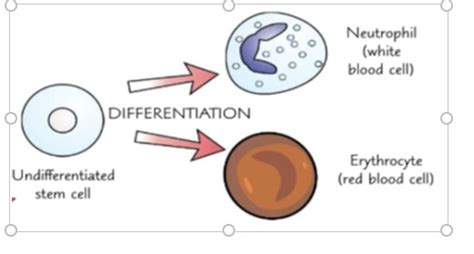 What is differentiation in biology? What is the definition of ...