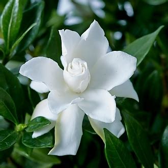 Gardenia Our Plant Collection J Berry Nursery