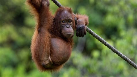 Fundraising Form Orangutan Appeal Uk