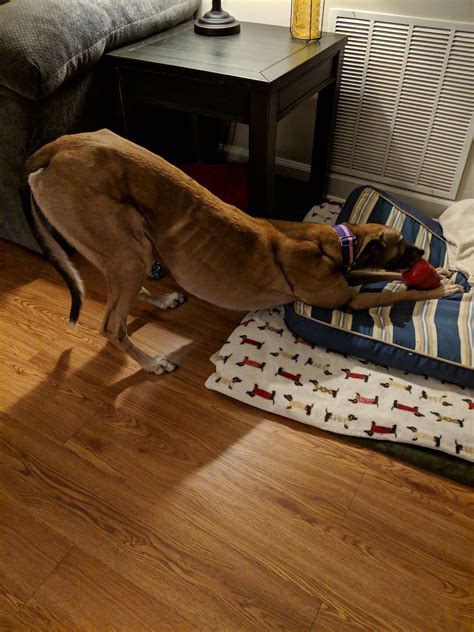 Peanut Butter Out Of Kong at Agnes Hendricks blog