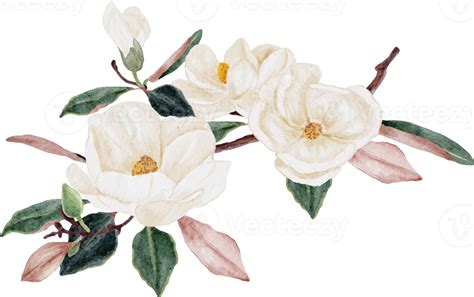 Watercolor White Magnolia Flower And Leaf Branch Bouquet 9390941 PNG