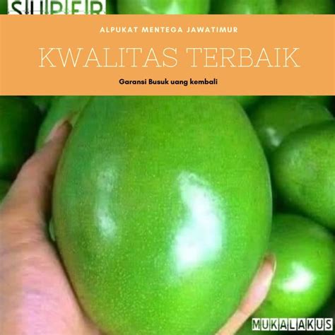 Jual ALPUKAT MENTEGA UKURAN BESAR SEKILO ISI 4 5 BUAH KWALITAS SUPER