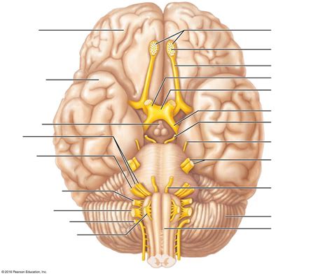 Cranial Nerves Diagram Quizlet