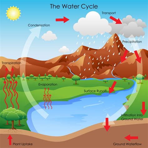 Water Cycle Diagram Grade 3 At George Herrin Blog