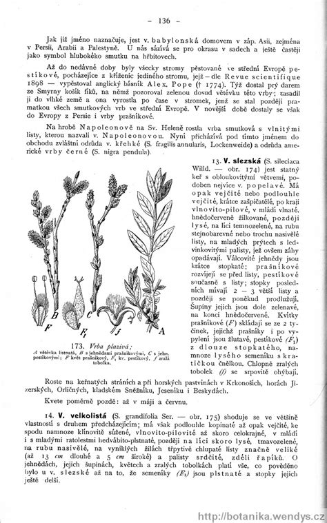 Názorná květena zemí koruny české svazek 4 strana 136