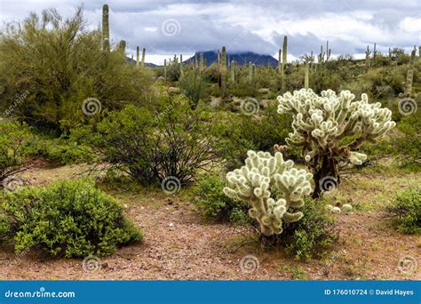 Cholla Cactus Sonoran Desert Arizona Saguaro Cactus Hill In Clouds