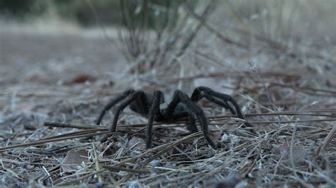 Understanding Tarantula Mating Season Abc7 Los Angeles