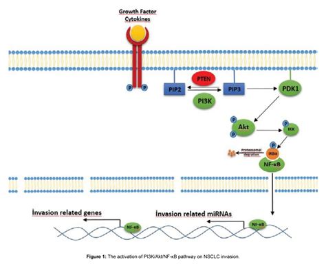 Figure From Pl K Akt Nf B Signalling Pathway On Nsclc Invasion