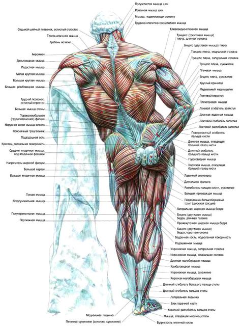 Pin De Em Character Anatomy M Sculos Do Corpo Humano