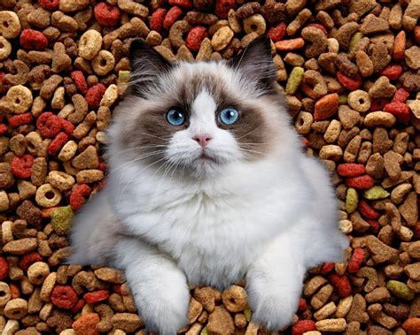 Cat Food: Top Brands, Low Prices