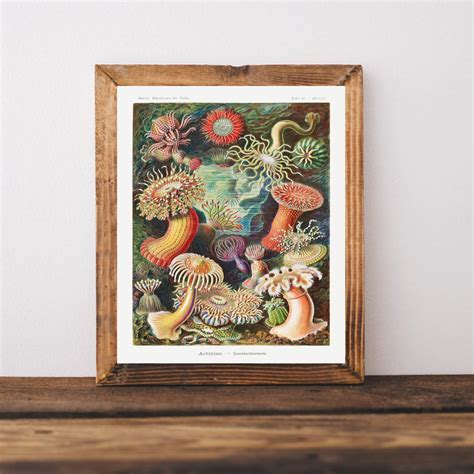 Sea Anemones Art Print By Ernst Haeckel Actiniae Illustration From Art